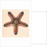 Oreaster muricatus by unknown