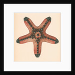 Oreaster muricatus by unknown