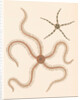 Brittle stars by Unknown