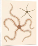Brittle stars by Unknown