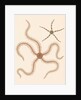 Brittle stars by Unknown
