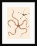 Brittle stars by Unknown