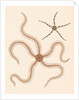 Brittle stars by Unknown