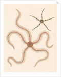 Brittle stars by Unknown