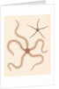 Brittle stars by Unknown