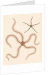 Brittle stars by Unknown
