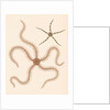 Brittle stars by Unknown