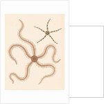 Brittle stars by Unknown