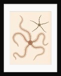 Brittle stars by unknown