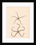 Brittle stars by unknown