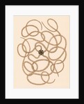 Ophiothrix longipeda by unknown