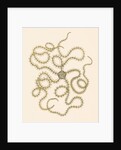 Ophiothrix serrata by unknown