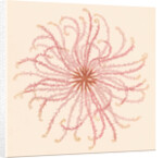 Comatula novae guineae by Unknown