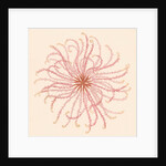 Comatula novae guineae by Unknown