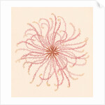 Comatula novae guineae by Unknown