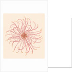 Comatula novae guineae by Unknown