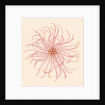 Comatula novae guineae by unknown