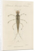 Larva of Dytiscus by William Kelsall