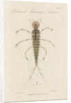 Larva of Dytiscus by William Kelsall