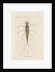 Larva of Dytiscus by William Kelsall