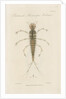 Larva of Dytiscus by William Kelsall