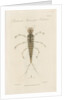 Larva of Dytiscus by William Kelsall