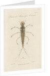 Larva of Dytiscus by William Kelsall