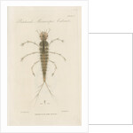 Larva of Dytiscus by William Kelsall