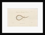 Larva of a Gnat by William Kelsall