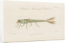 Damselfly larva by William Kelsall