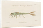 Damselfly larva by William Kelsall