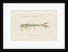 Damselfly larva by William Kelsall