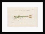 Damselfly larva by William Kelsall