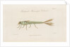 Damselfly larva by William Kelsall