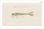 Damselfly larva by William Kelsall