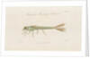 Damselfly larva by William Kelsall