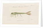 Damselfly larva by William Kelsall