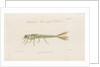 Damselfly larva by William Kelsall