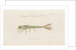 Damselfly larva by William Kelsall