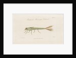 Damselfly larva by William Kelsall