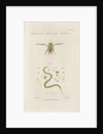 Pygmy backswimmer and â€˜Eel animalculeâ€™ by William Kelsall