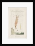 Freshwater rotifer by William Kelsall