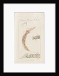 Freshwater rotifer by William Kelsall