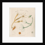 Freshwater hydra by William Kelsall