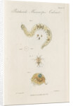 Freshwater insects by William Kelsall