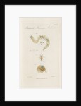Freshwater insects by William Kelsall