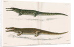 Madagascan crocodiles by Louis Léchaudel