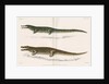 Madagascan crocodiles by Louis Léchaudel