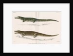 Madagascan crocodiles by Louis Léchaudel