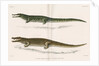 Madagascan crocodiles by Louis Léchaudel